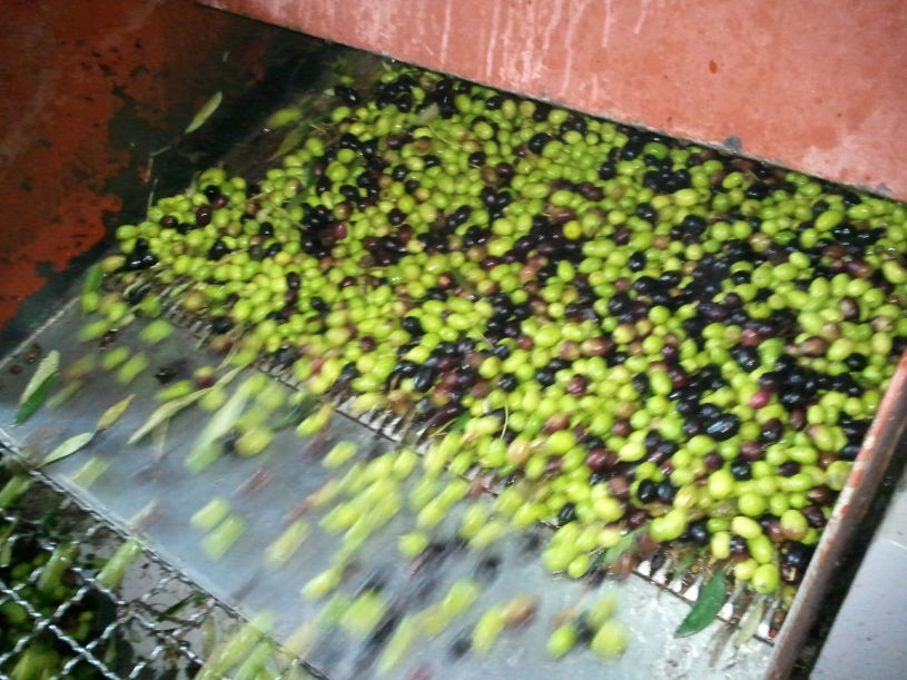 olio nostro Oliven in der Ölmühle