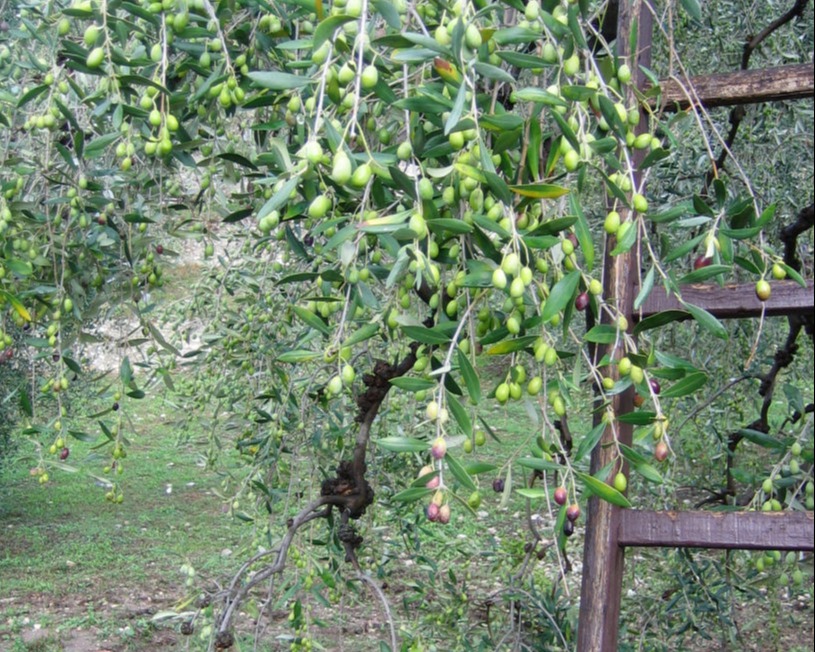 Olivenbäume von olio nostro